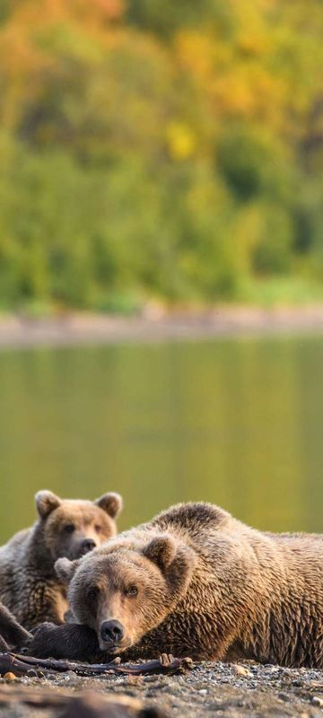 alaska brown bear and cubs resting by water edge katmai istk