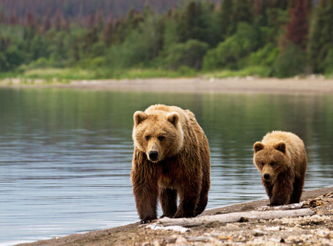 alaska grizzly bears shoreline istk