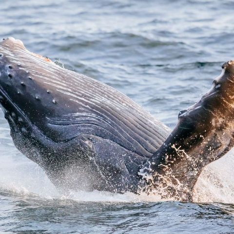 Humpback whale