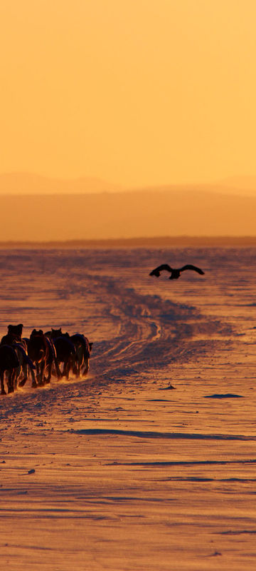 alaska iditarod sunset cm