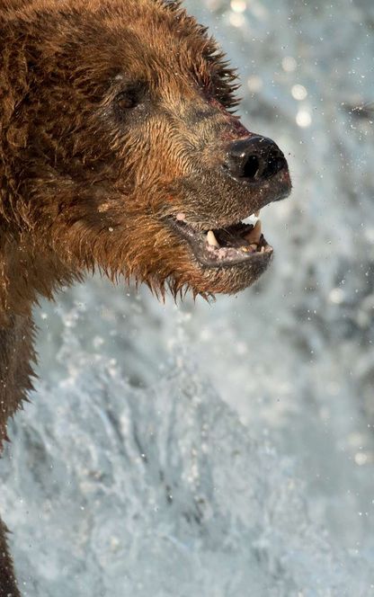 alaska katmai grizzly bear catching salmon detail istk