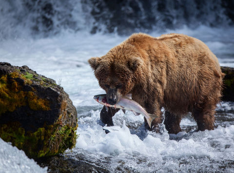 Grizzly feasting on salmon at Brooks Falls