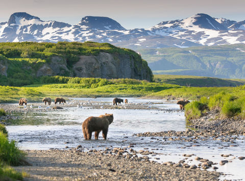 alaska south katmai national park brown bears by river istk