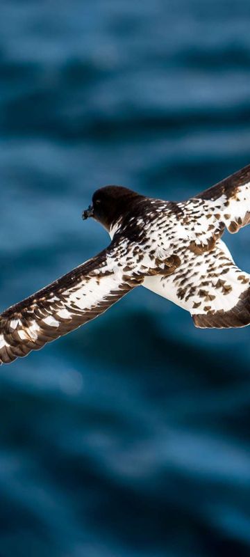 antarctic cape petrel flying istk