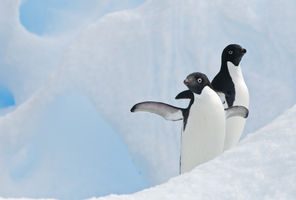 Adelie penguins