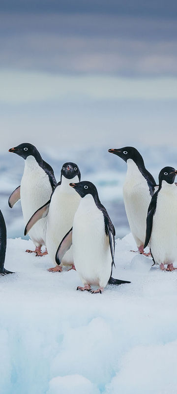 antarctica adelie penguins on ice davidmerron qe