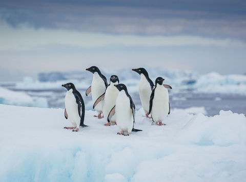 antarctica adelie penguins on ice davidmerron qe