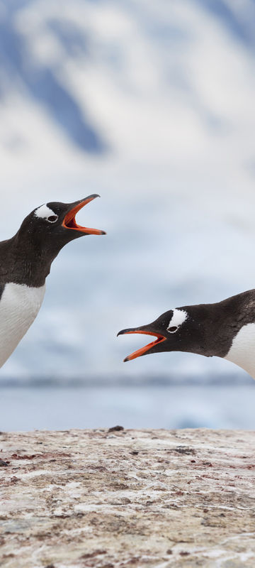 antarctica gentoo penguin pair istk