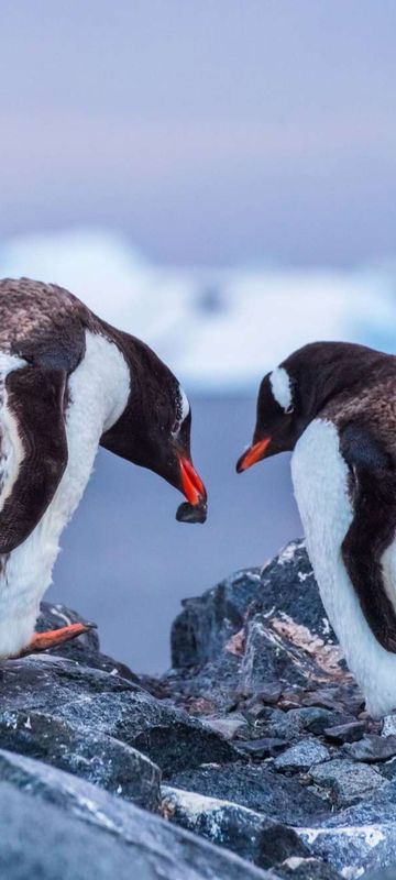 antarctica gentoo penguins building nest istk