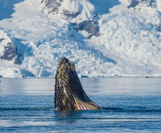 antarctica humpback whale feeding istk