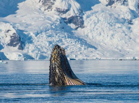 antarctica humpback whale feeding istk