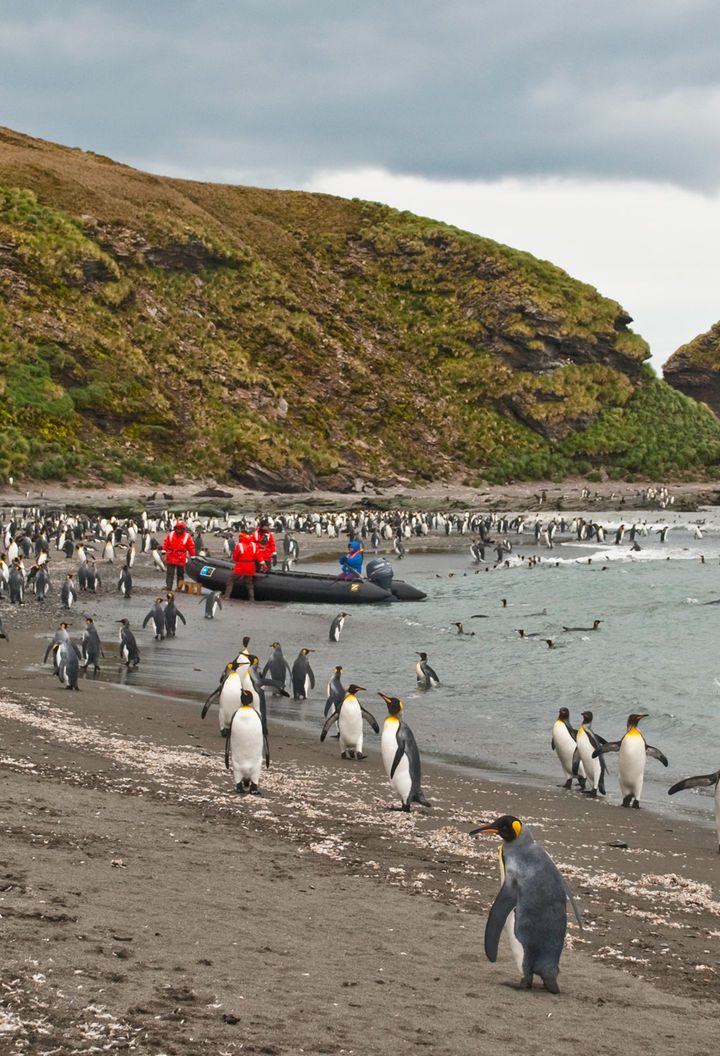 antarctica south georgia king penguins gold harbour istk