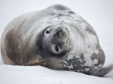 antarctica weddell seal in snow istk