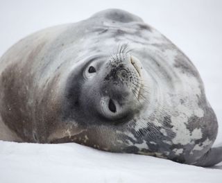 antarctica weddell seal in snow istk