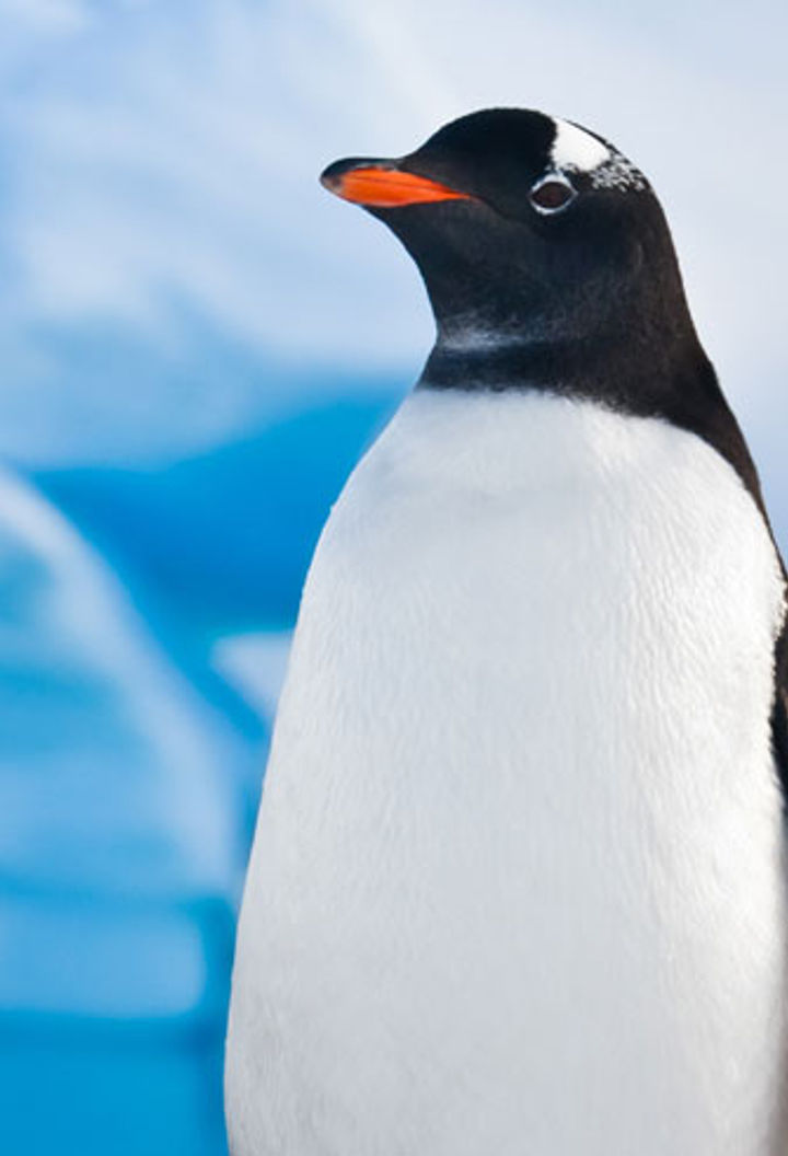 antarctica wildlife gentoo penguin istock