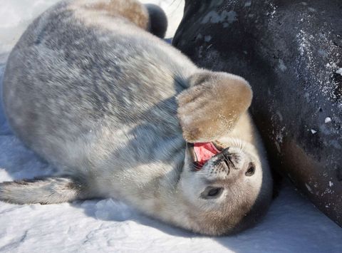 antarctica wildlife weddell seal pup istk