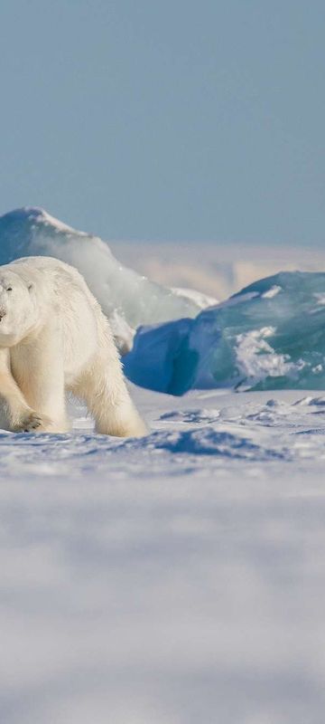 arctic jan mayen polar bear on ice istk