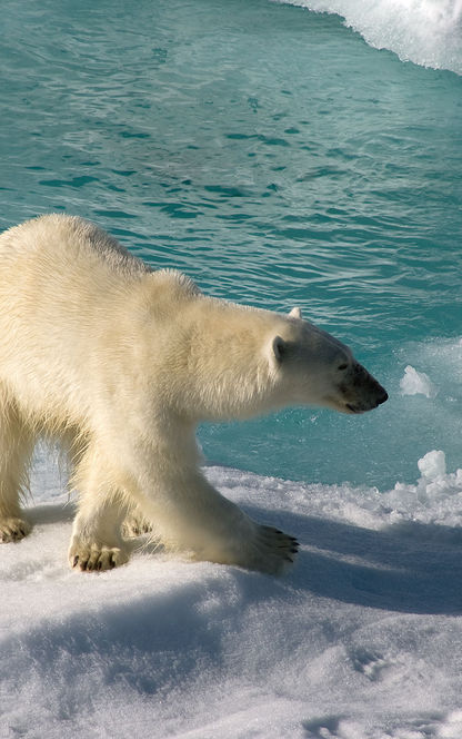 arctic spitsbergen polar bear on ice dbrom