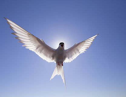 arctic tern in flight william gray