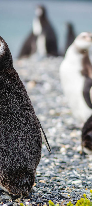 argentina-magellanic-penguin-colony-beagle-channel-ushuaia-astk