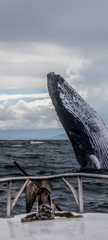 atlantic canada humpback whale istk