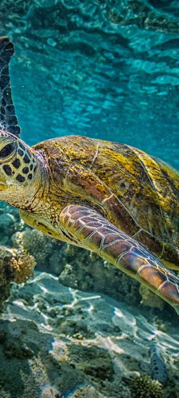 australia great barrier reef green turtle istk