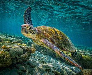 australia great barrier reef green turtle istk