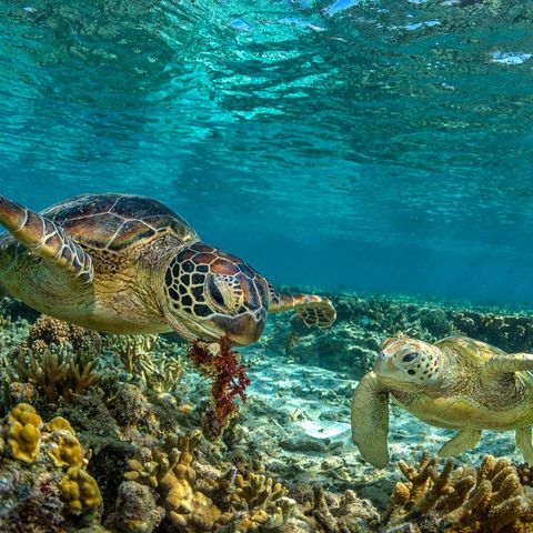 australia green turtles great barrier reef istk