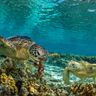 australia green turtles great barrier reef istk