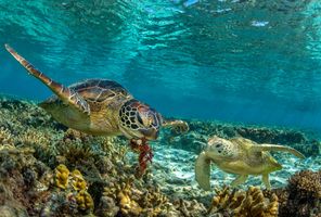 australia green turtles great barrier reef istk