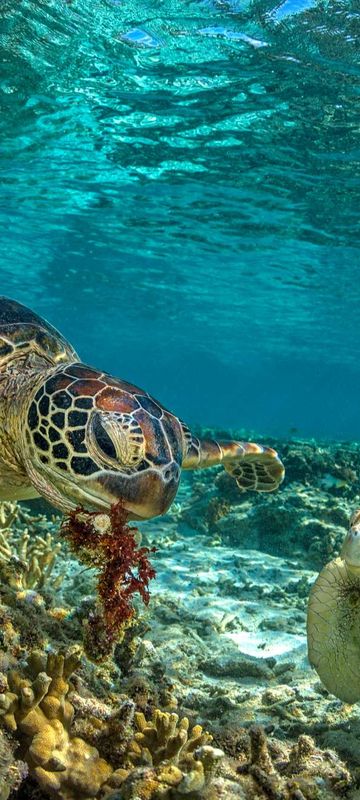 australia green turtles great barrier reef istk