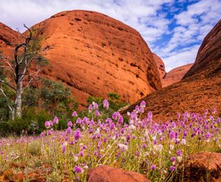 australia northern territory kata tjuta valley of the wild flowers astk