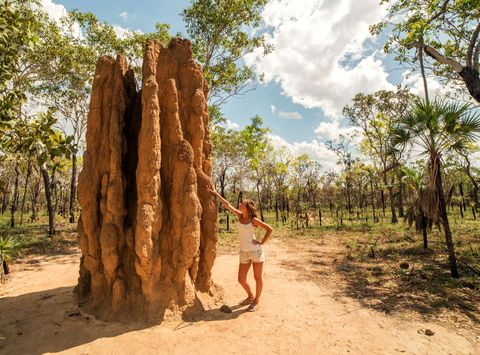 australia northern territory litchfield national park termite mound istk