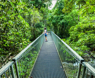 australia queensland bridge in Daintree Rainforest istk