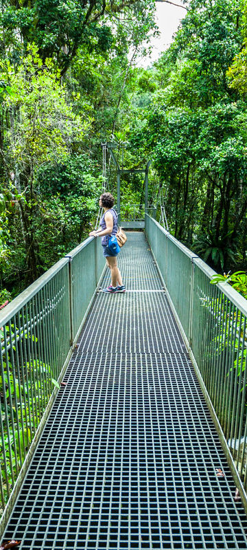 australia queensland bridge in Daintree Rainforest istk