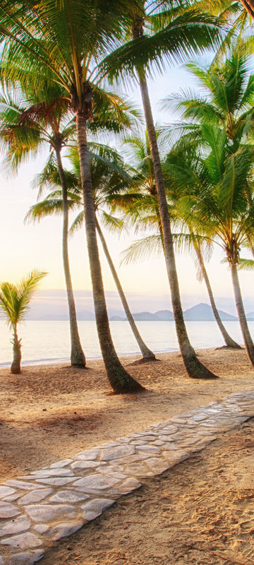 australia queensland palm cove istk