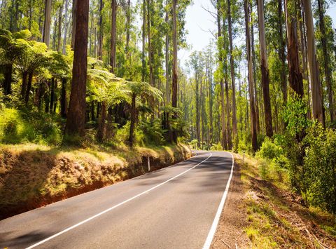 australia victoria road through forest yarra valley istk