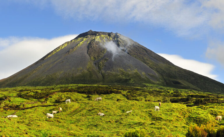 azores mount pico cows grazing