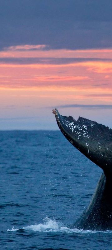 Grey whale tail at sunset