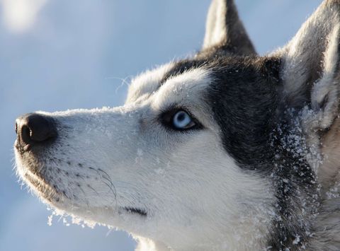 blue eyed husky sled dog istk