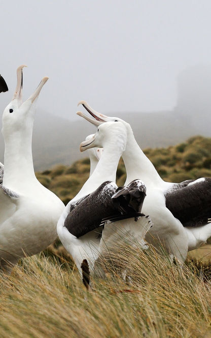 campbell island southern royal albatross istk