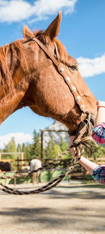 canada alberta girl greeting horse ta