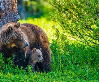 canada alberta grizzly bear and cub istk