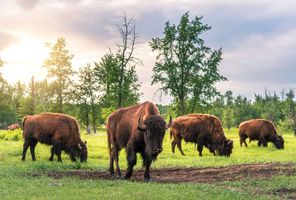 canada bison elk island national park ta