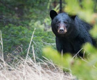 canada black bear alberta astk