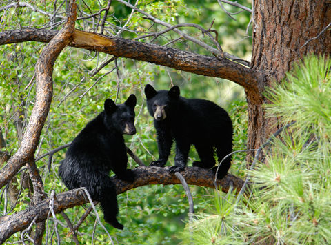 canada black bear cubs istk