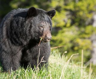 canada black bear in rocky mountains astk