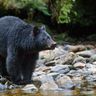 canada british columbia black bear by stream istk