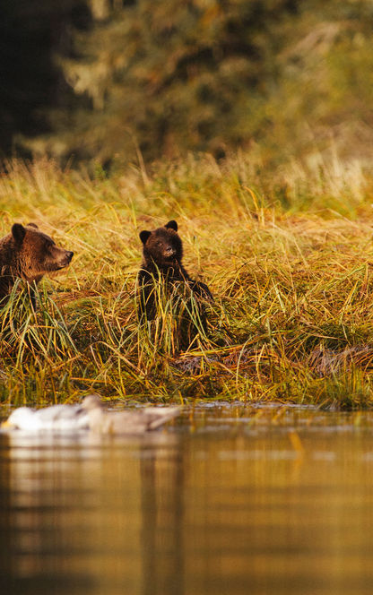 canada british columbia great bear rainforest ctc