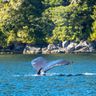 canada british columbia humpback whale tail diving by shoreline istk